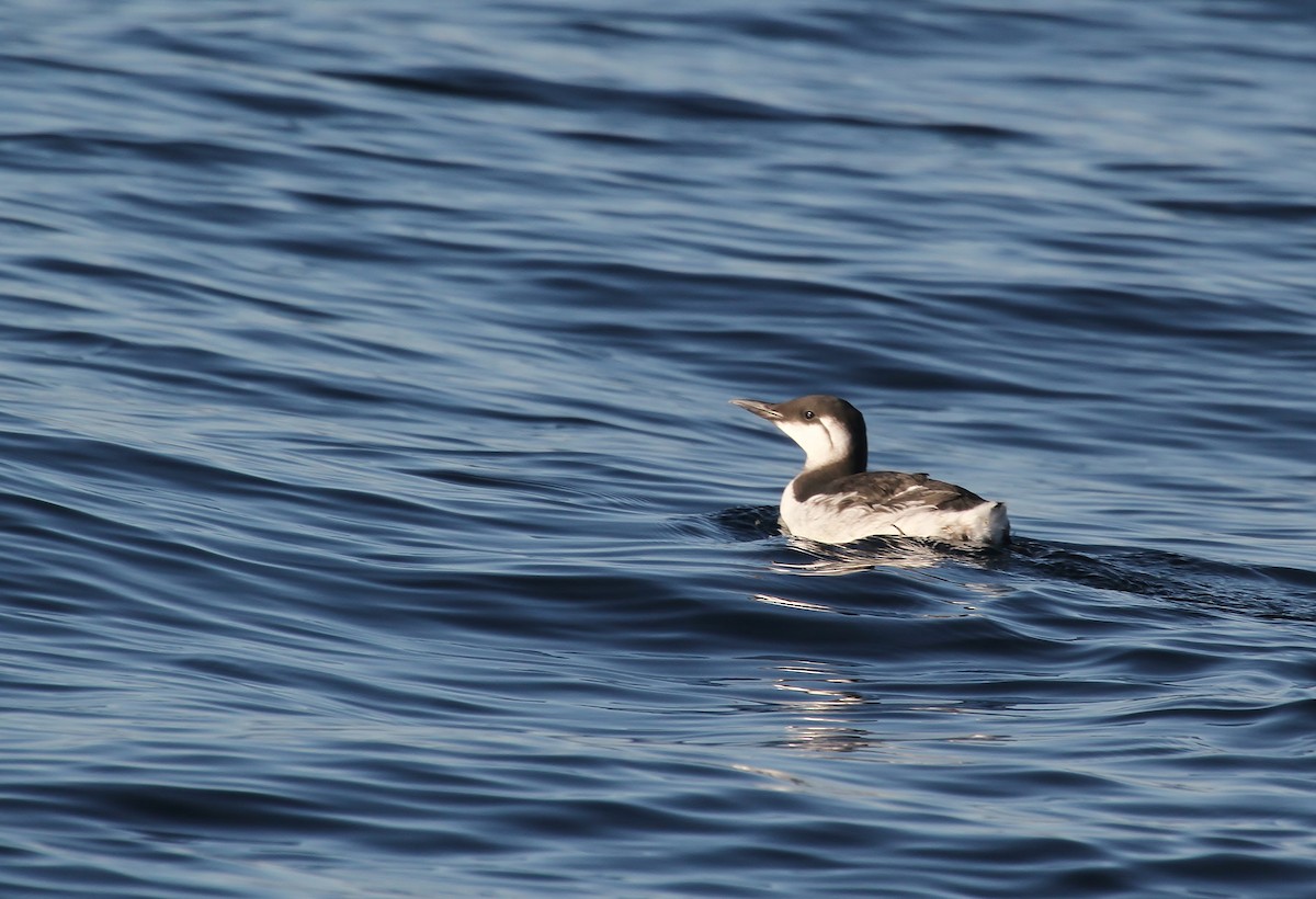 Common Murre - ML642060318