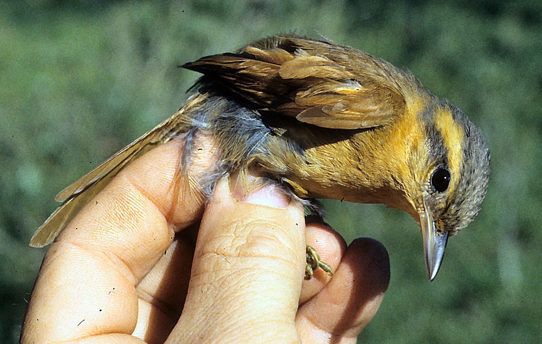 Ochre-breasted Foliage-gleaner - ML642060319