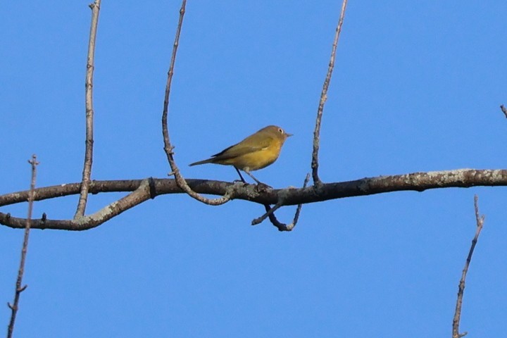 Nashville Warbler - ML642060323
