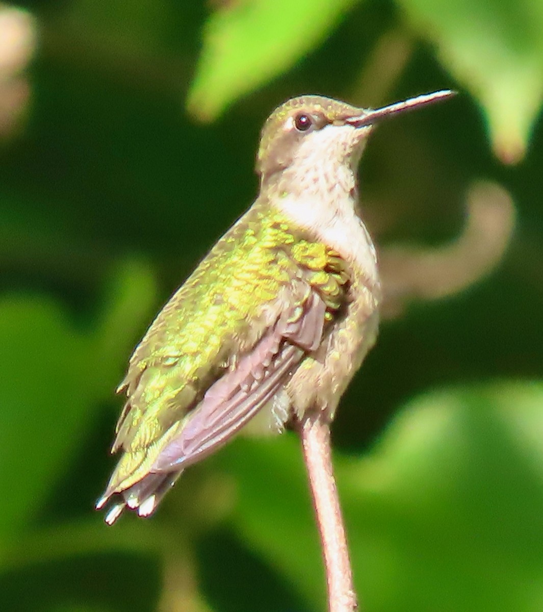 Ruby-throated Hummingbird - ML642060324