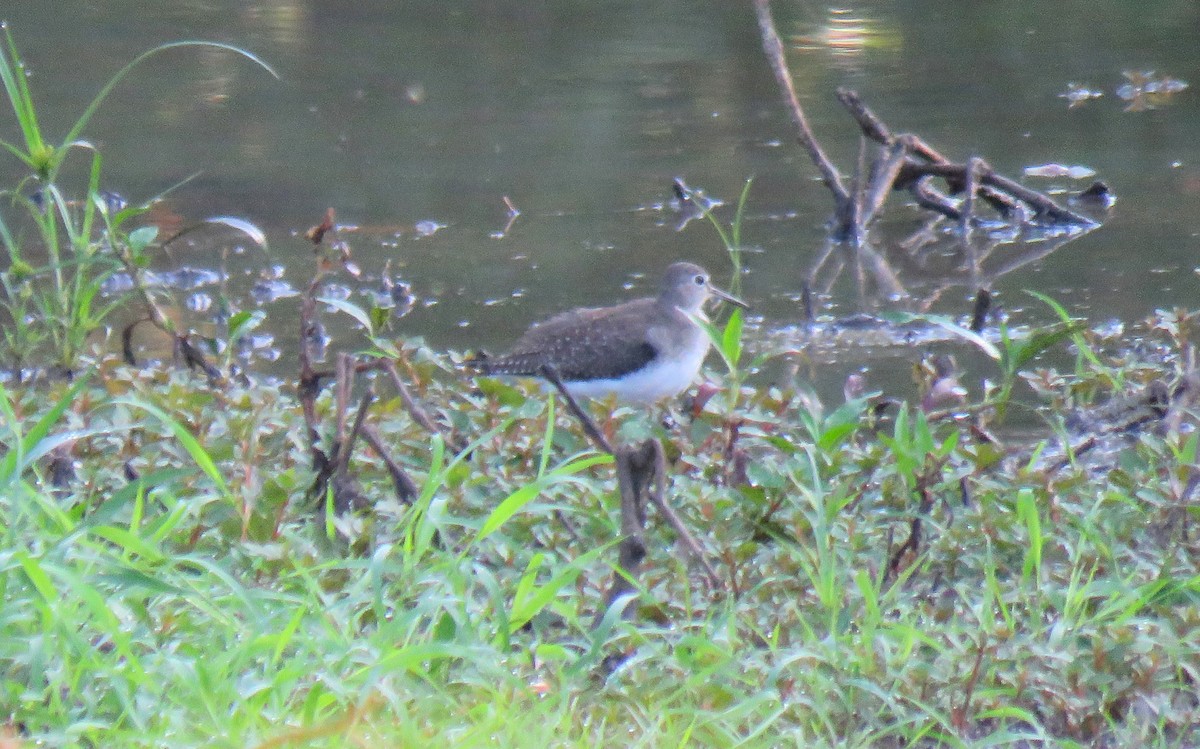 Solitary Sandpiper - ML642060326