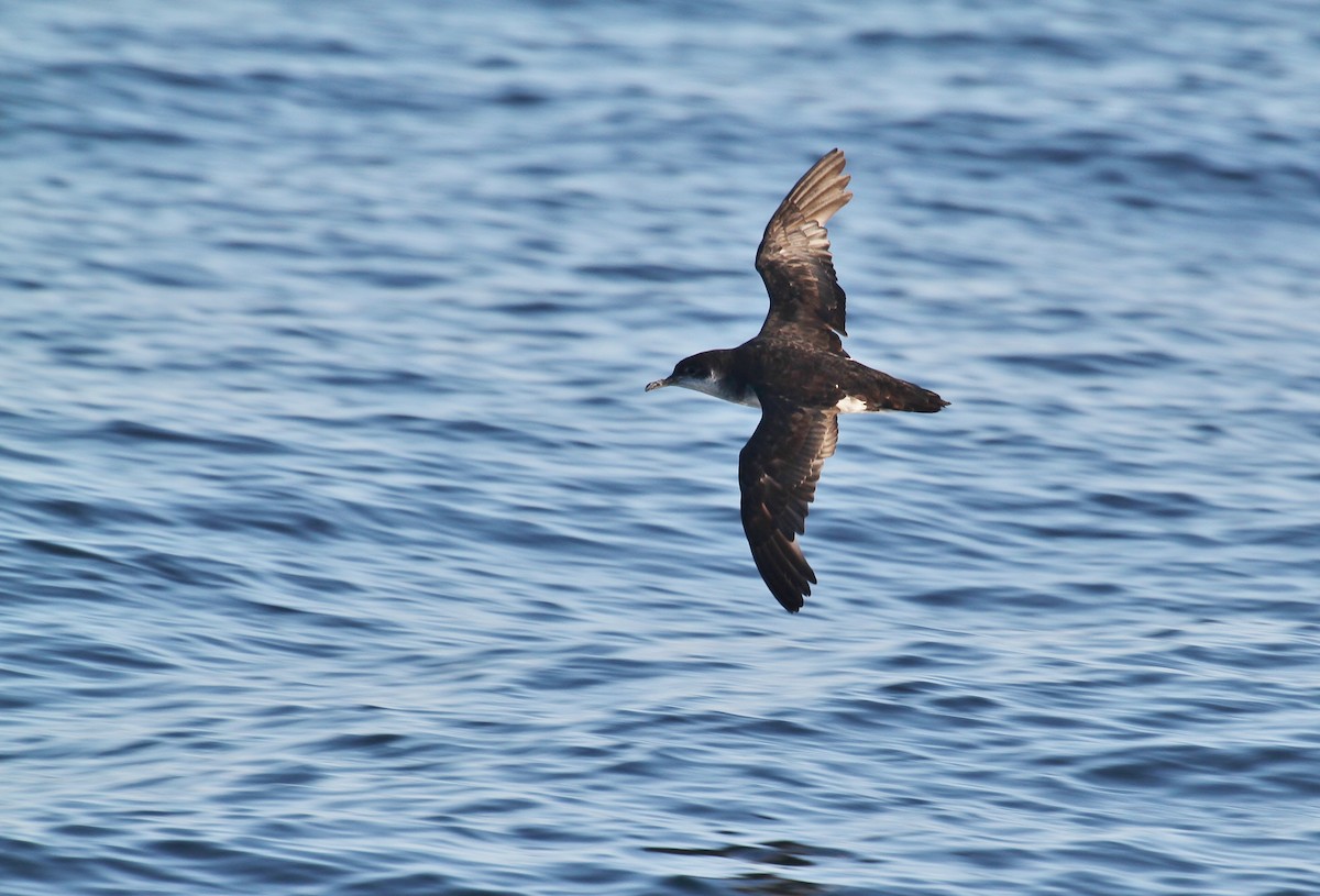Manx Shearwater - ML642060327