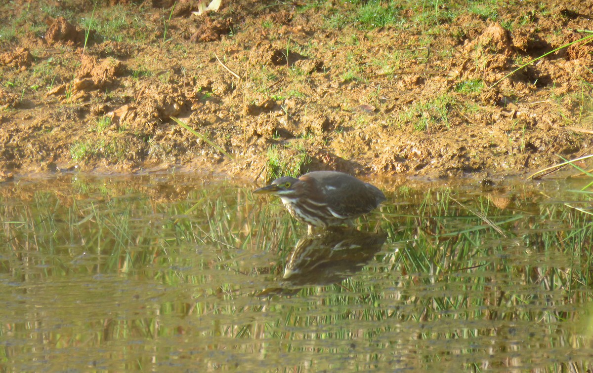 Green Heron - ML642060328