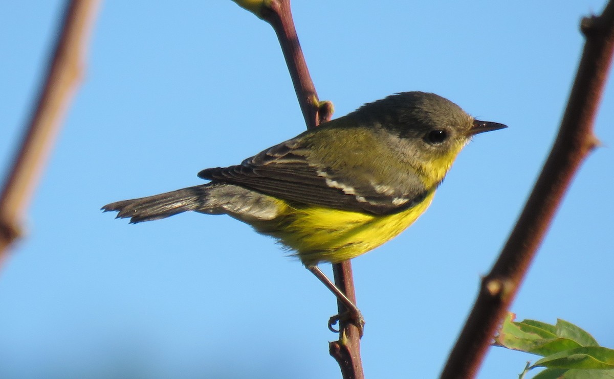 Magnolia Warbler - ML642060329
