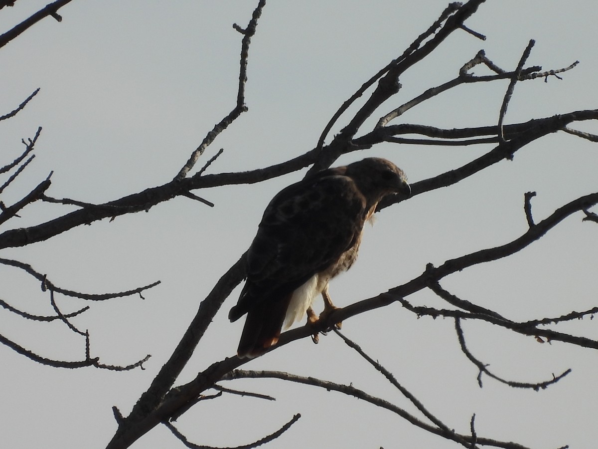 Red-tailed Hawk - ML642060331