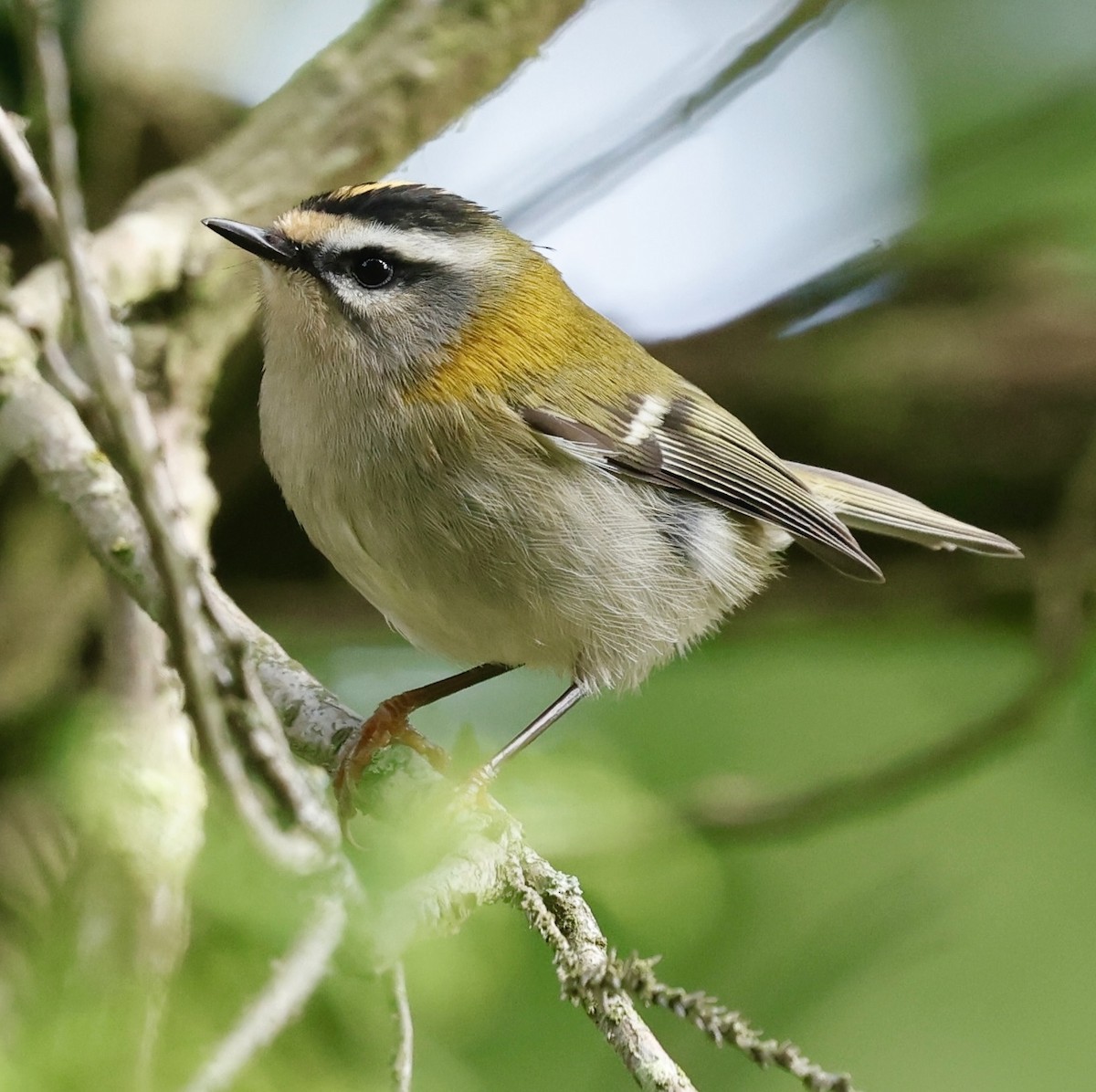 Common Firecrest - ML642060332