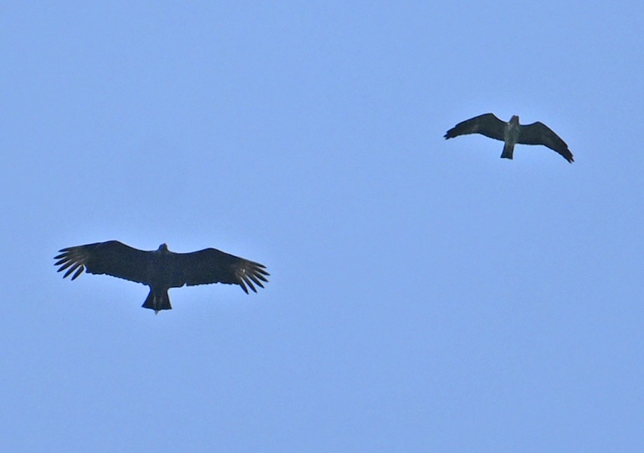 diurnal raptor sp. - ML642060335