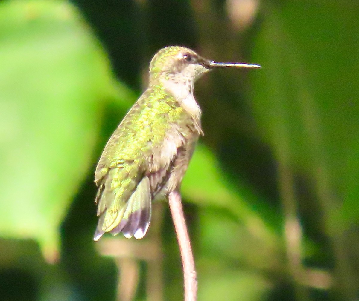 Ruby-throated Hummingbird - ML642060336