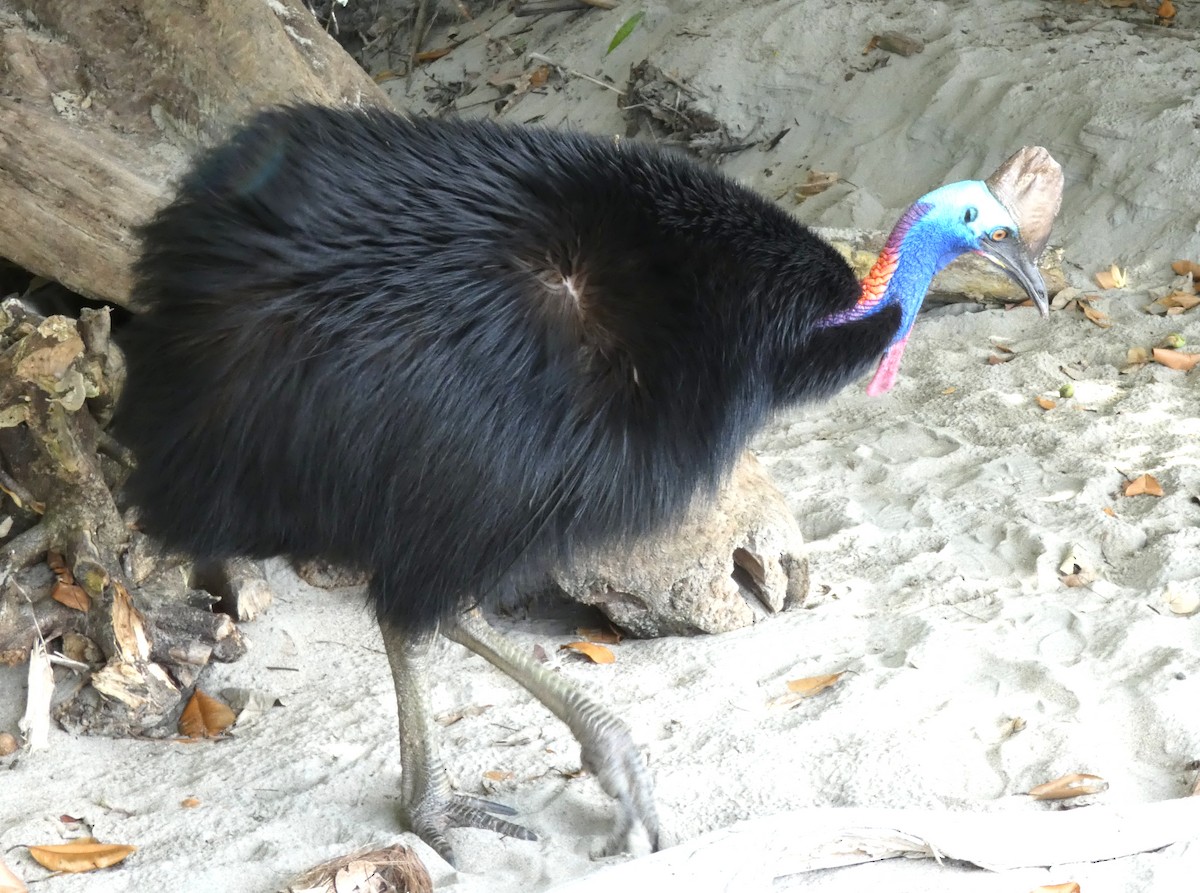 Southern Cassowary - ML642060337