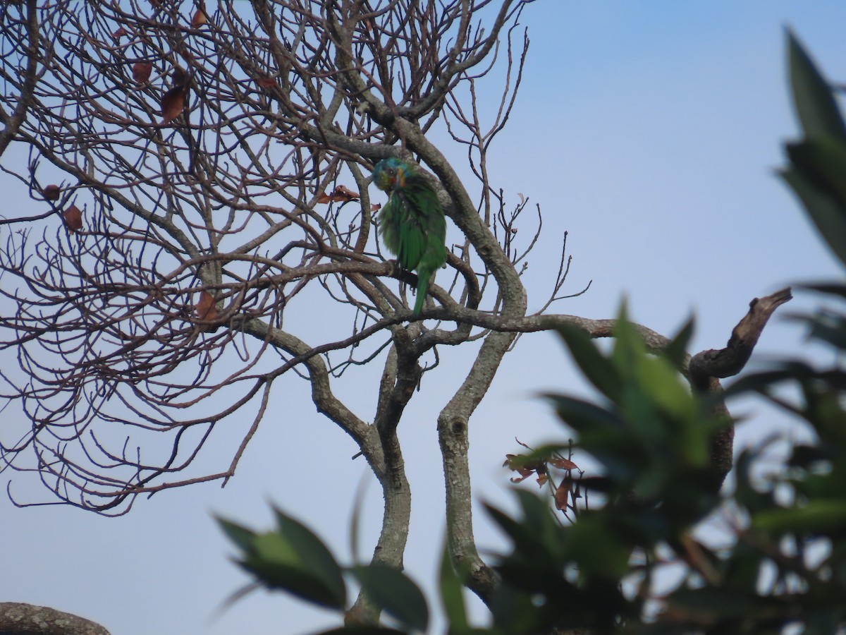 Taiwan Barbet - ML642060339