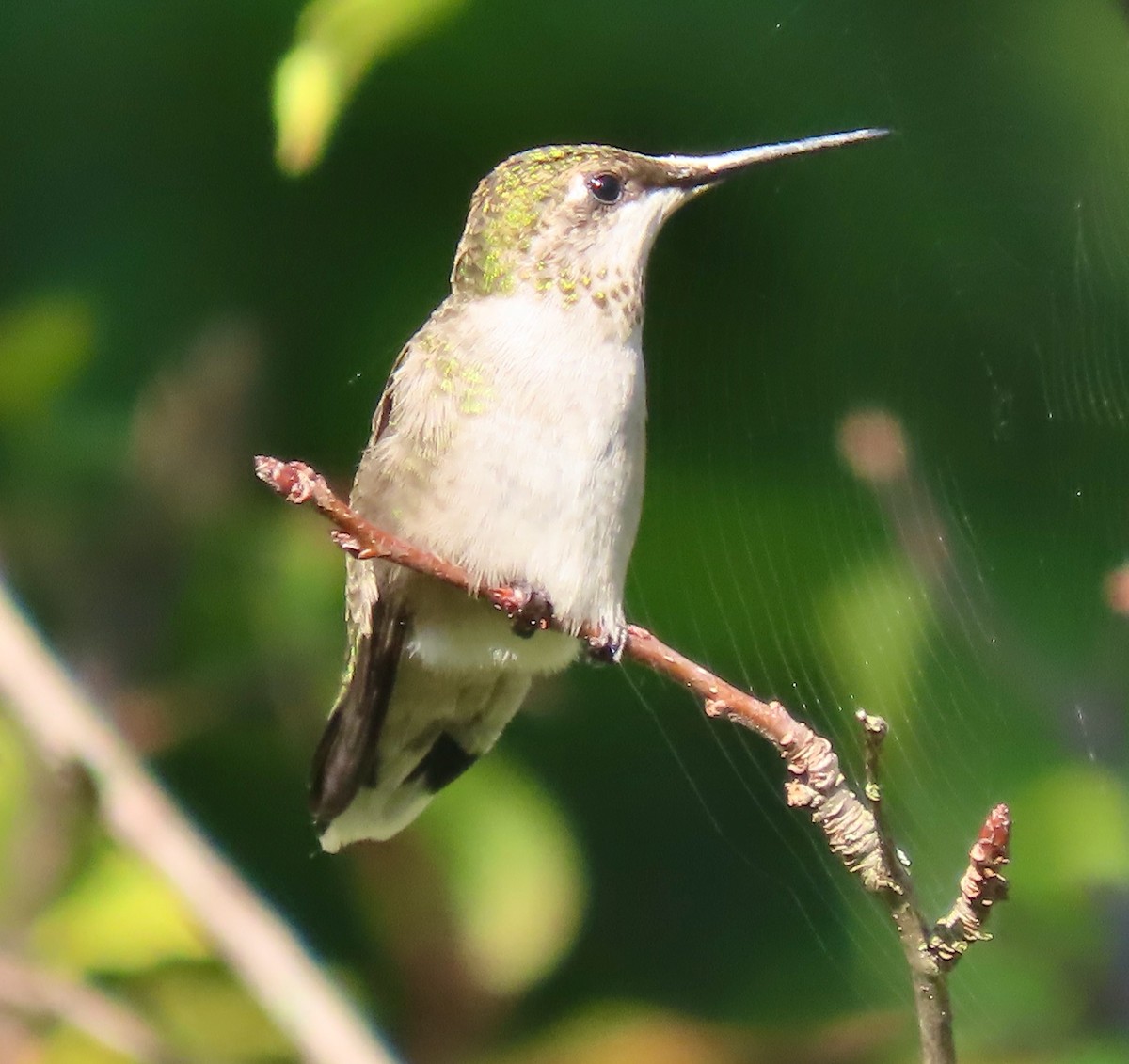 Ruby-throated Hummingbird - ML642060340