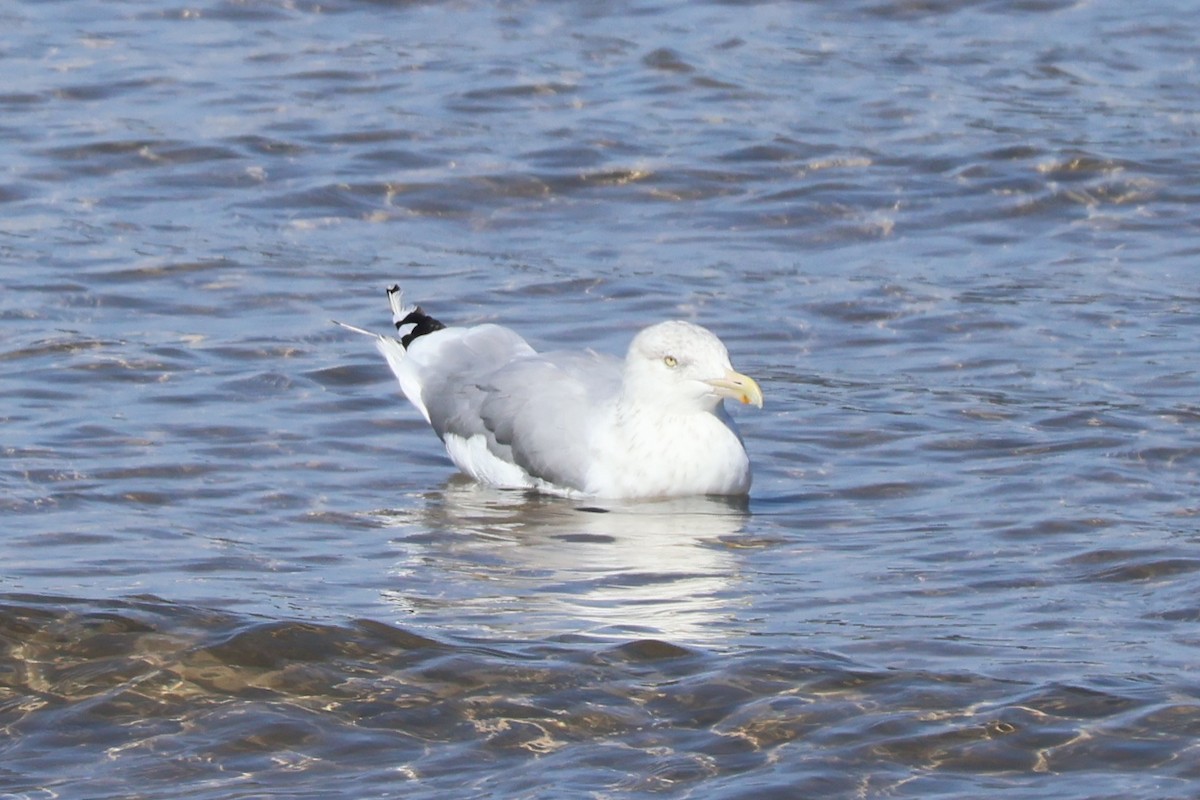 American Herring Gull - ML642060343