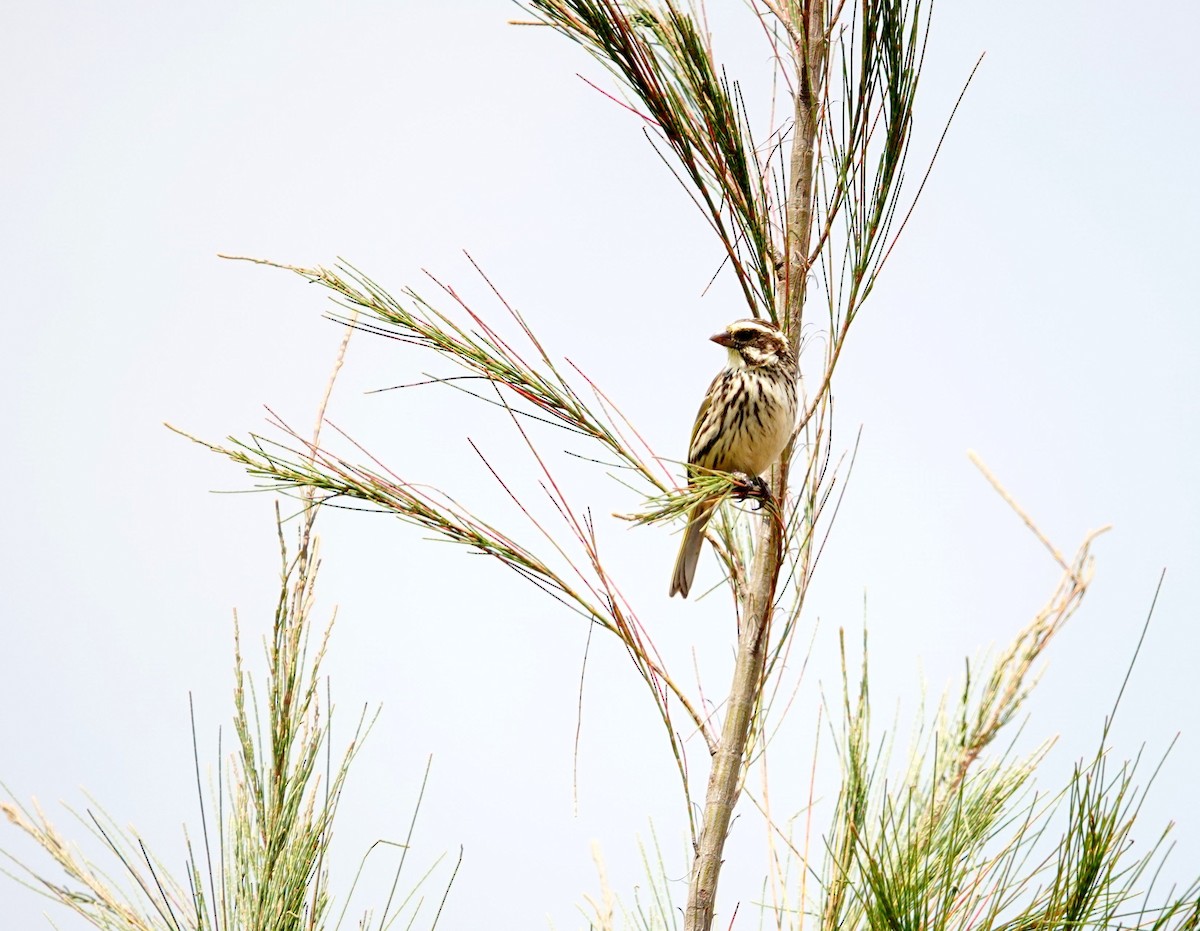 Streaky Seedeater - ML642060345