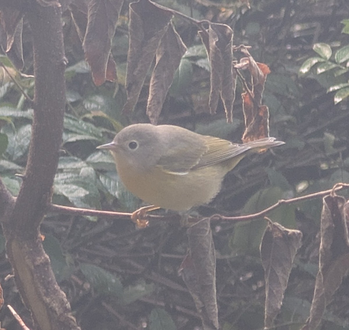 Nashville Warbler - ML642060346
