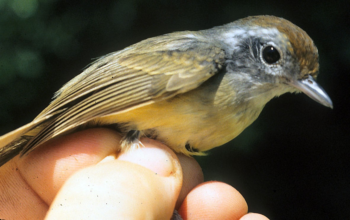 Plain Antvireo - ML642060352