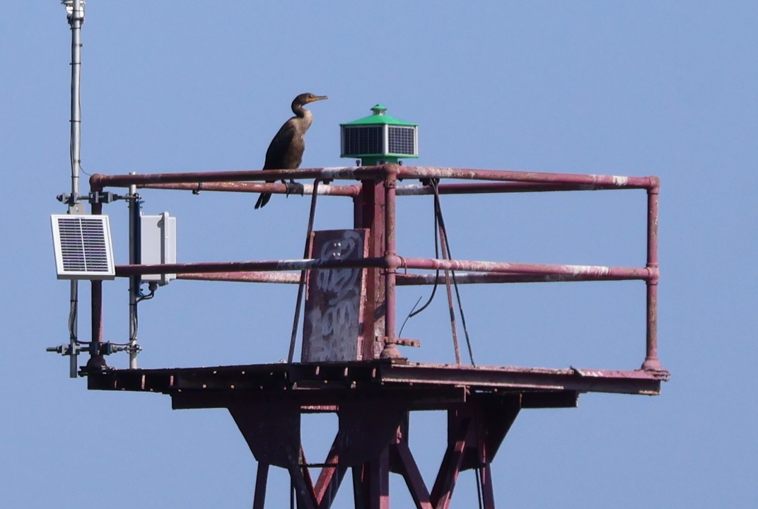 Double-crested Cormorant - ML642060357