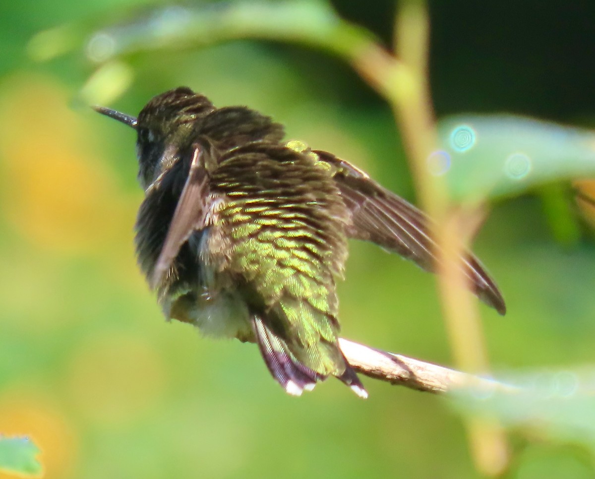 Ruby-throated Hummingbird - ML642060358