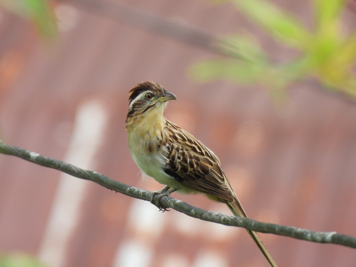 Striped Cuckoo - ML642060360