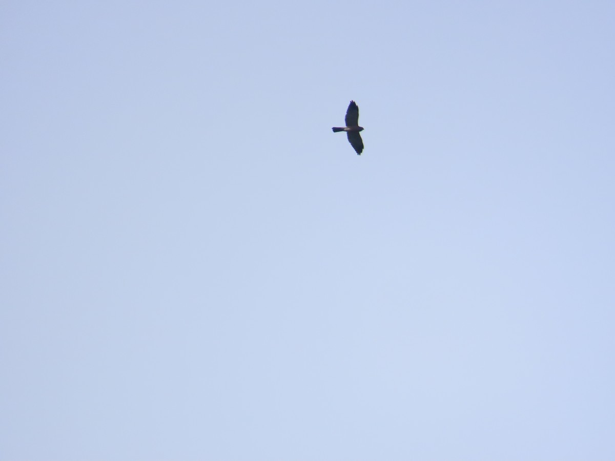 Chinese Sparrowhawk - ML642060361