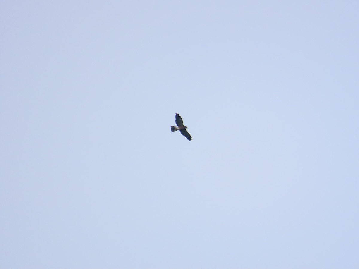 Chinese Sparrowhawk - ML642060362