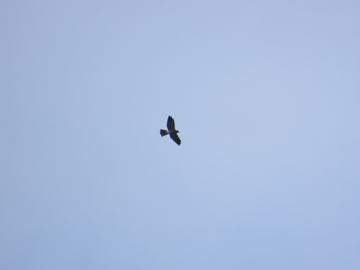 Chinese Sparrowhawk - ML642060363