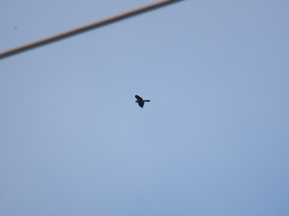 Chinese Sparrowhawk - ML642060364