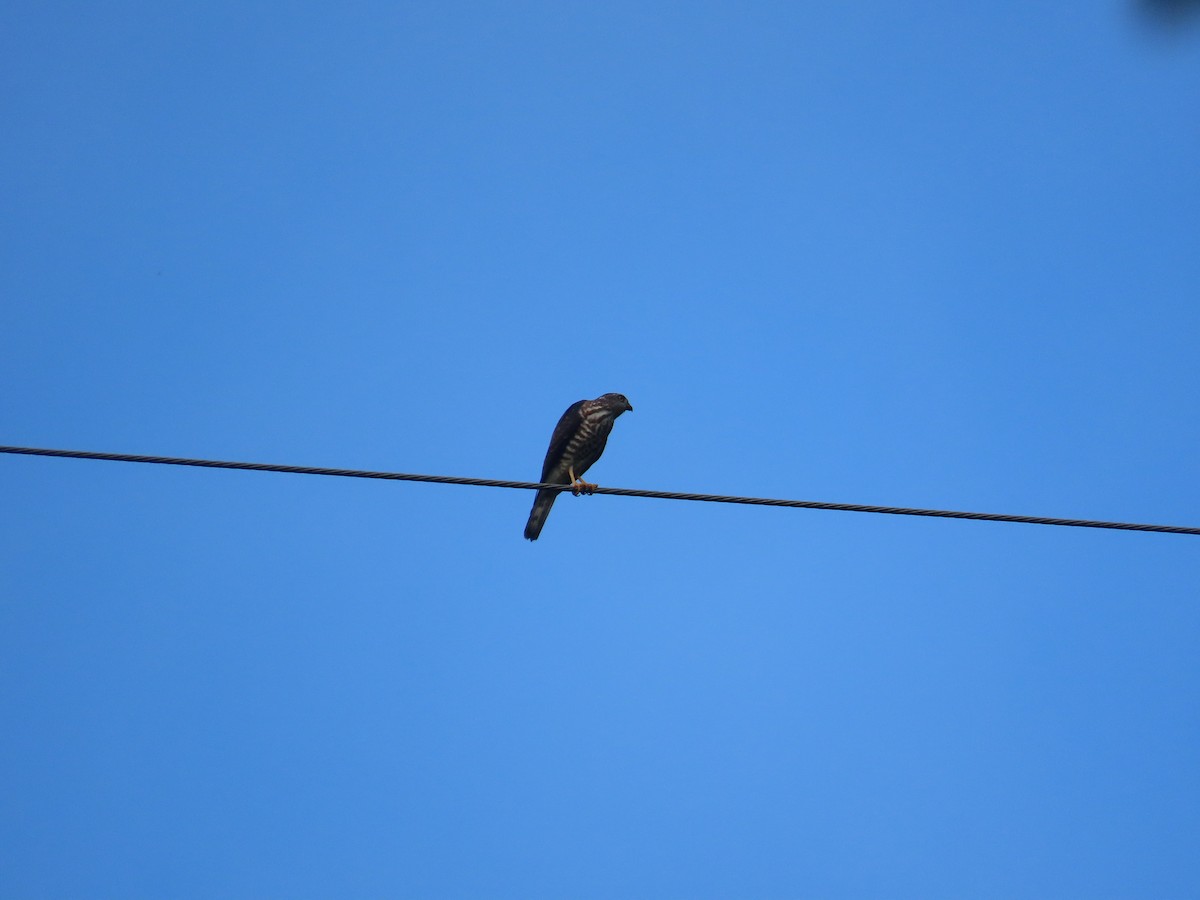 Chinese Sparrowhawk - ML642060365