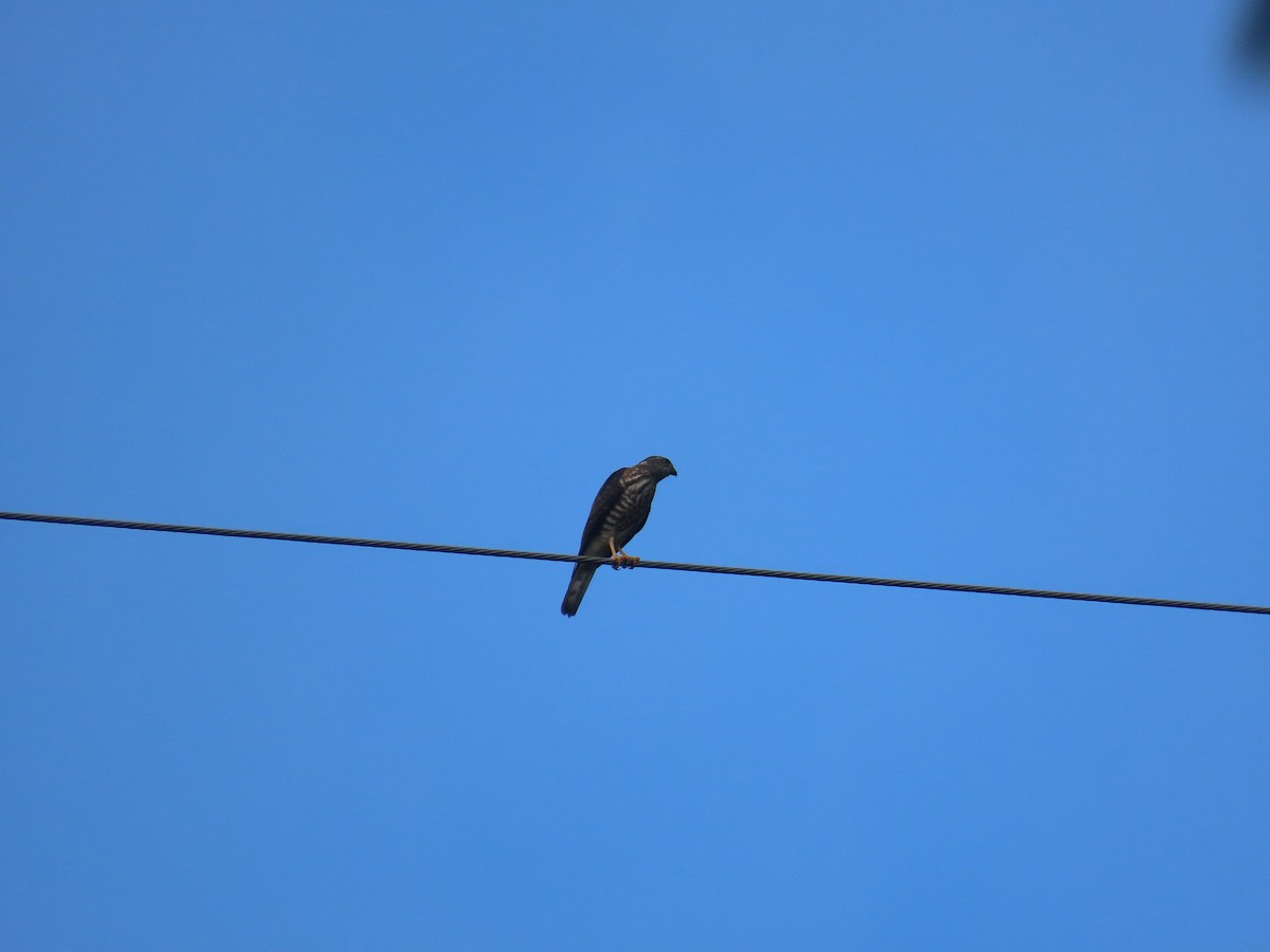 Chinese Sparrowhawk - ML642060366