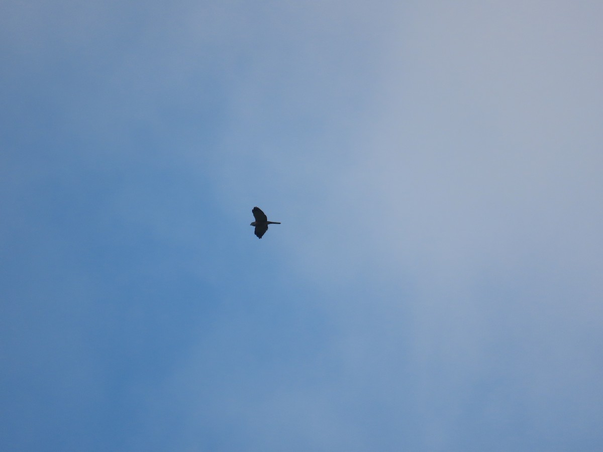 Chinese Sparrowhawk - ML642060367