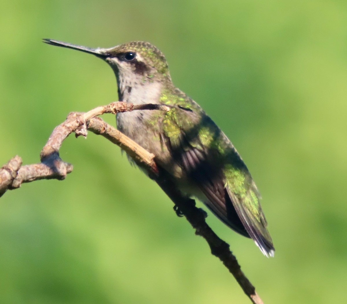 Ruby-throated Hummingbird - ML642060373