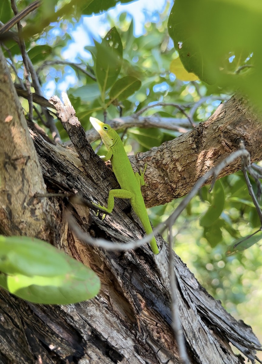 Североамериканский красногорлый анолис - ML642060375