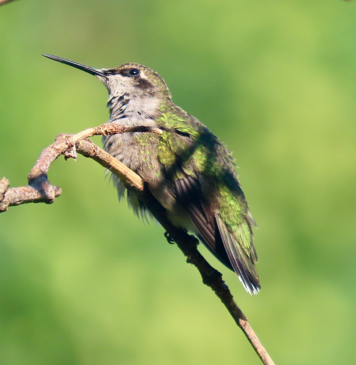 Ruby-throated Hummingbird - ML642060377