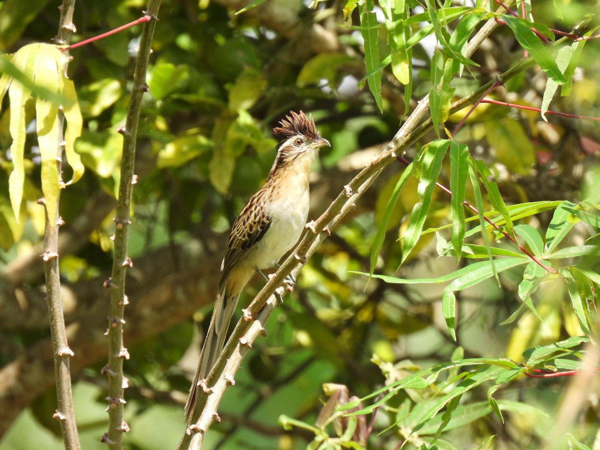 Striped Cuckoo - ML642060378