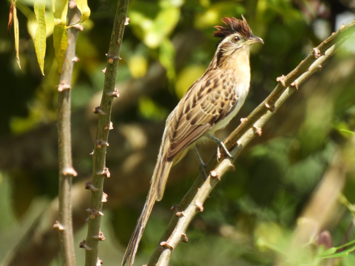 Striped Cuckoo - ML642060379
