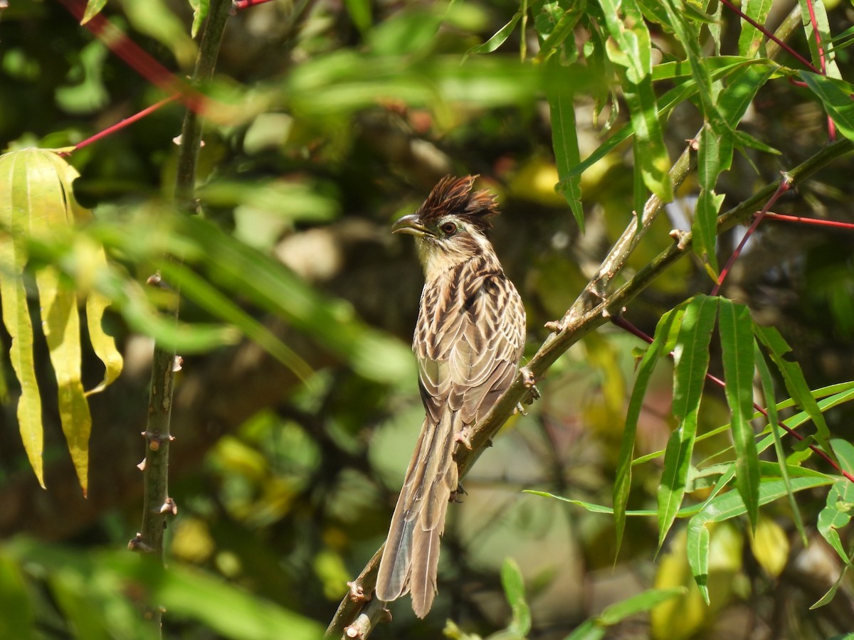 Striped Cuckoo - ML642060380