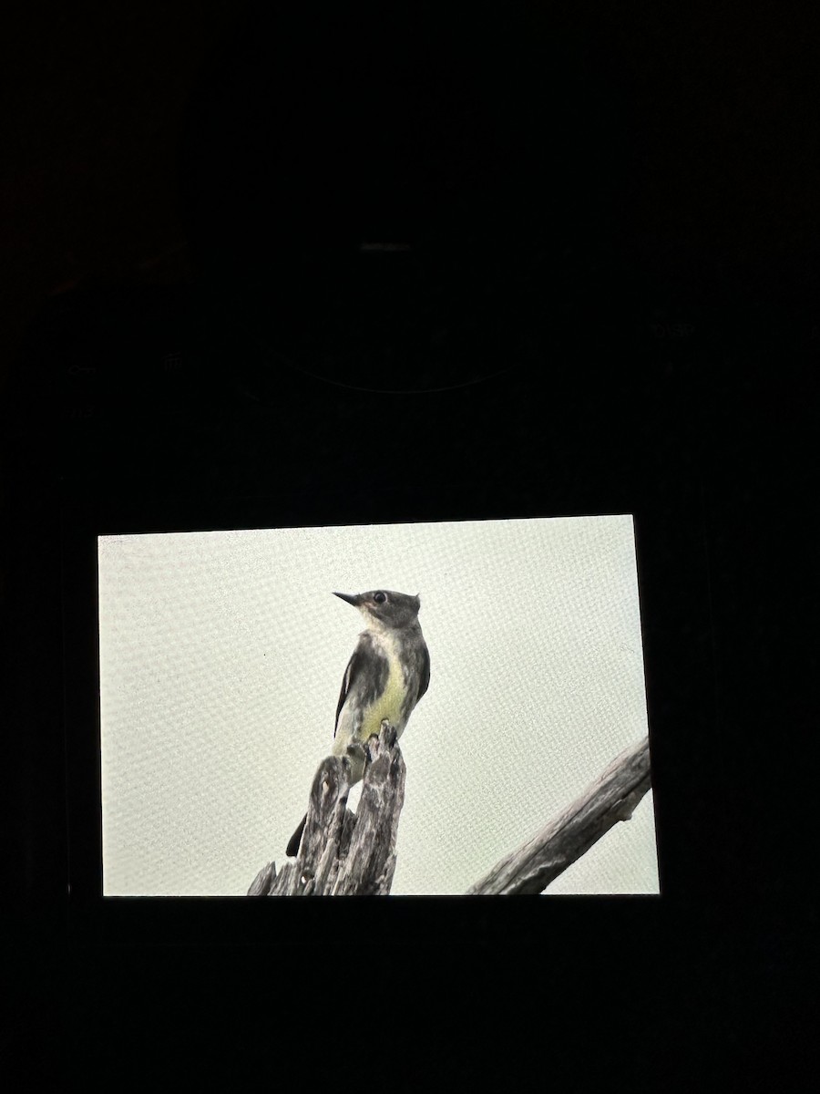 Olive-sided Flycatcher - ML642060381