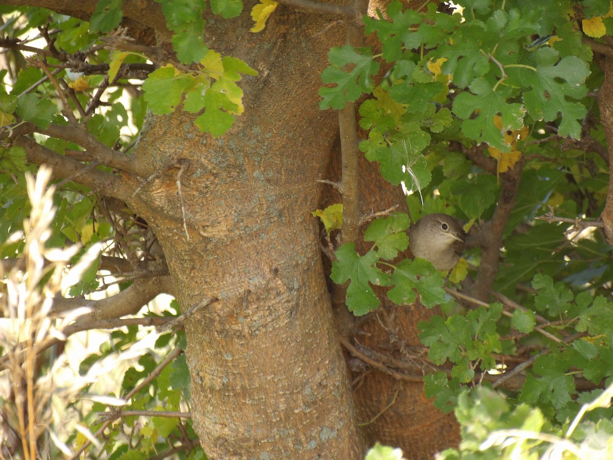 Northern House Wren - ML642060385