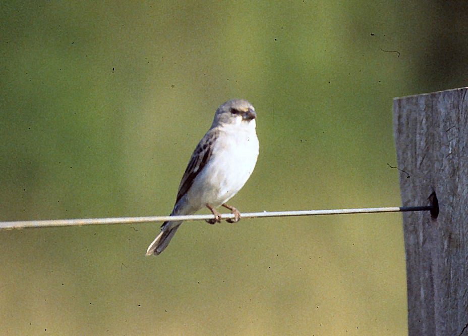 Plumbeous Seedeater - ML642060388
