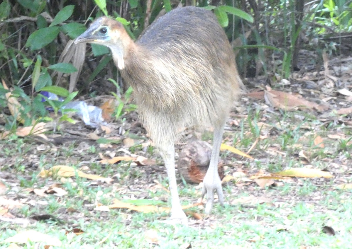 Southern Cassowary - ML642060391