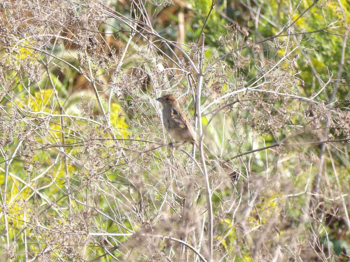 Indigo Bunting - ML642060393