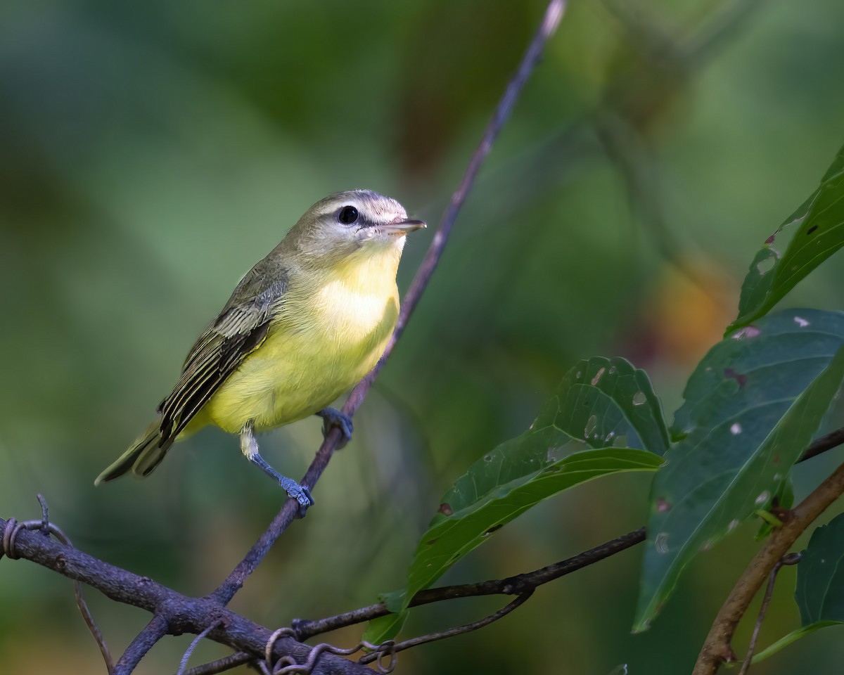 Philadelphia Vireo - ML642060394