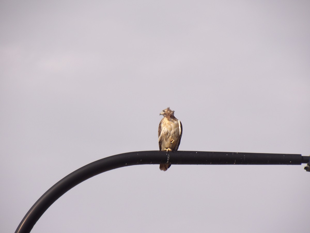 Red-tailed Hawk - ML642060397
