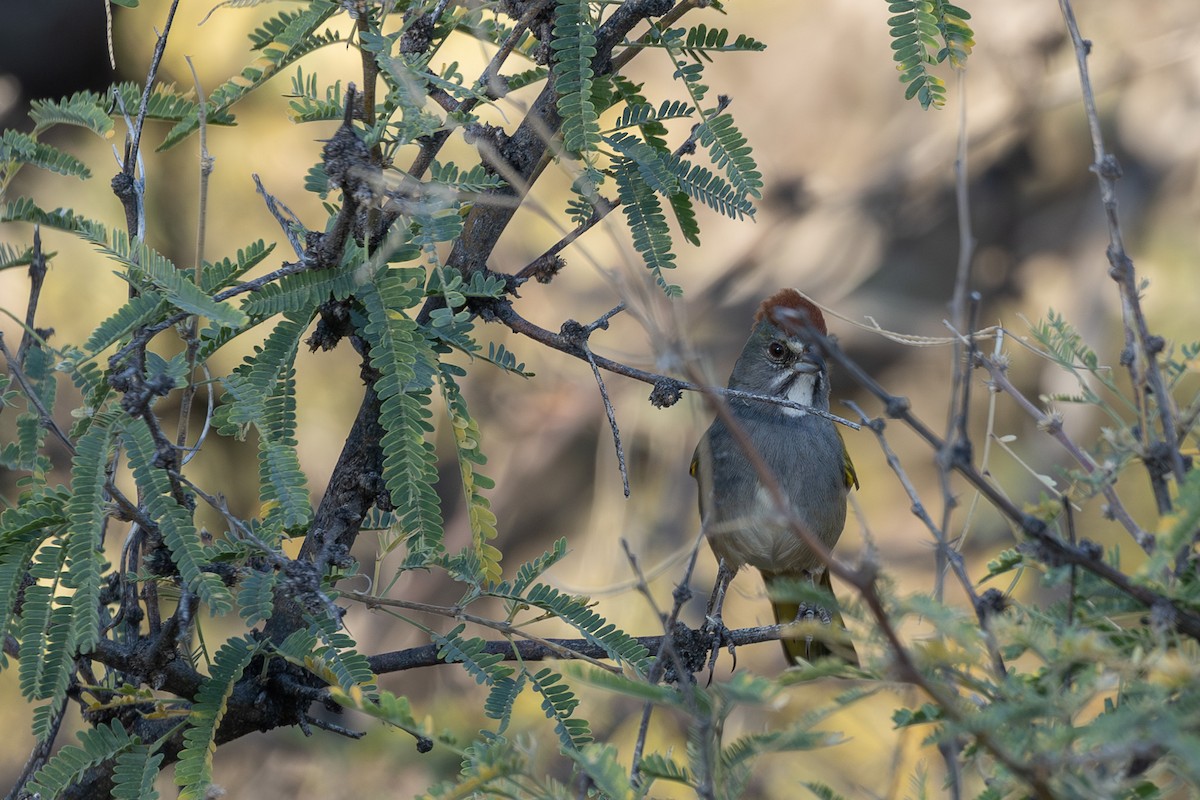 Green-tailed Towhee - ML642060403