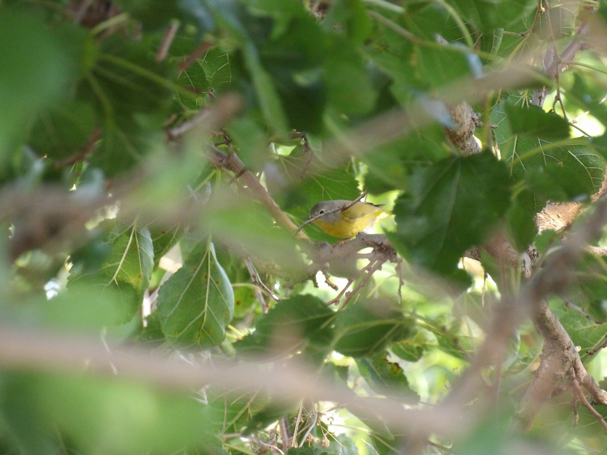 Nashville Warbler - ML642060411