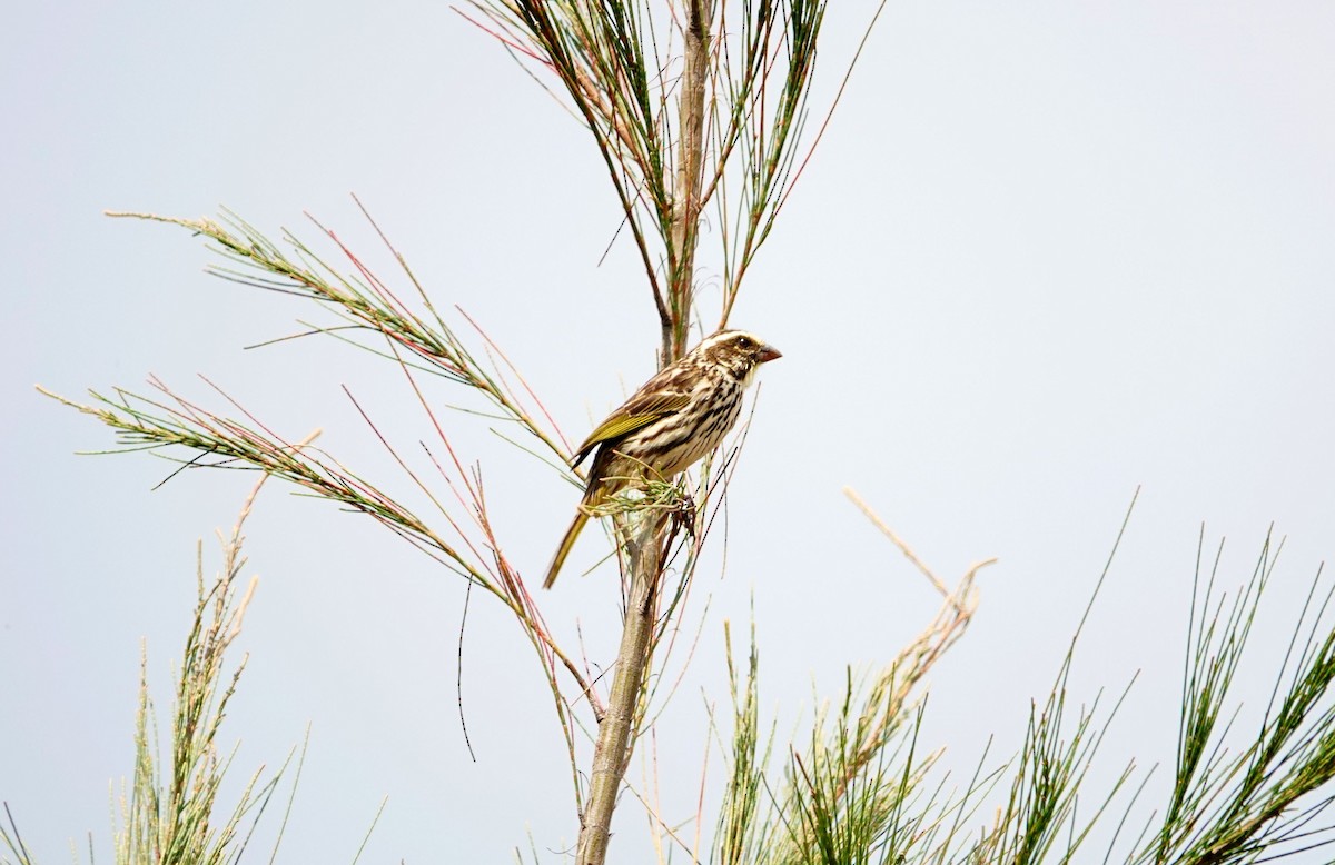 Streaky Seedeater - ML642060413