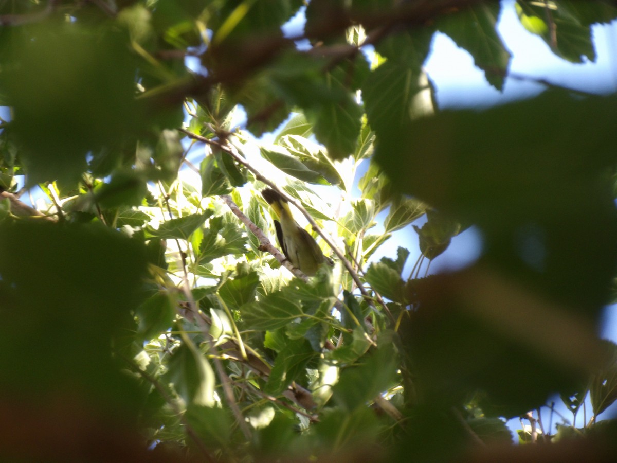 American Redstart - ML642060416