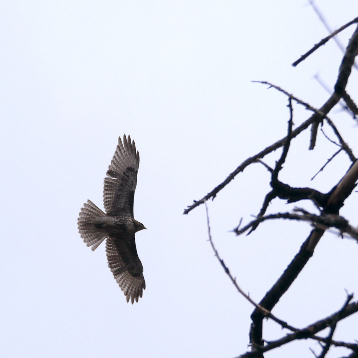 Red-tailed Hawk - ML642060430