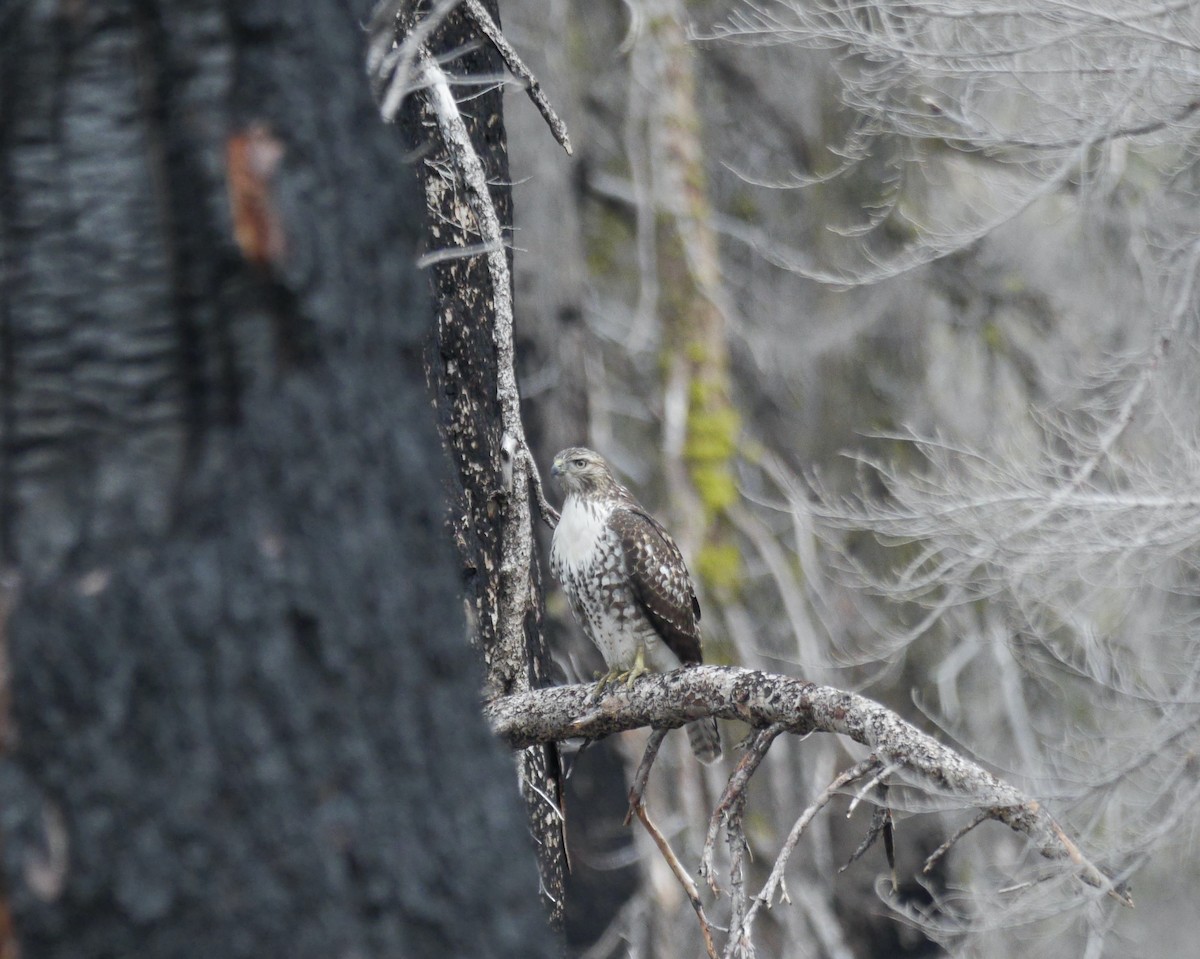 Red-tailed Hawk - ML642060431