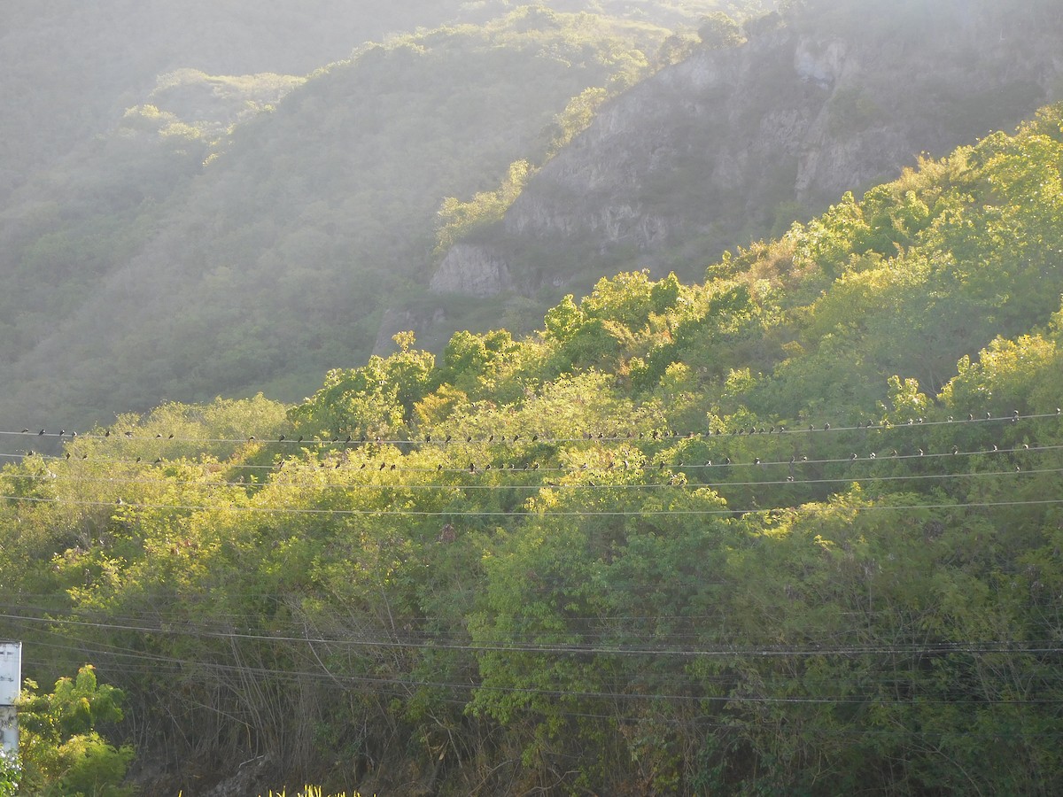 Caribbean Martin - ML642060438