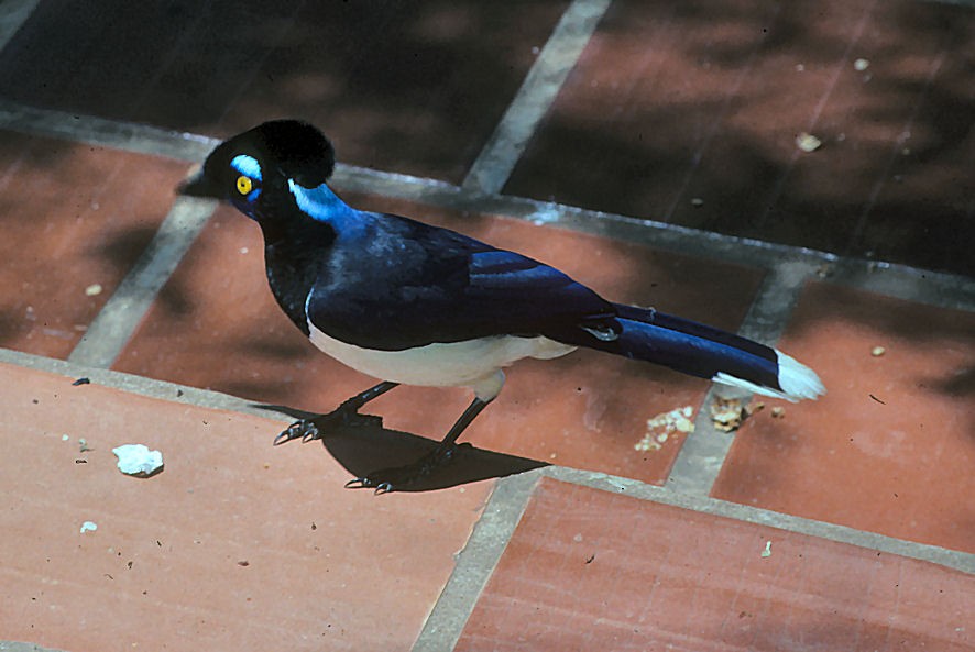 Plush-crested Jay - ML642060441